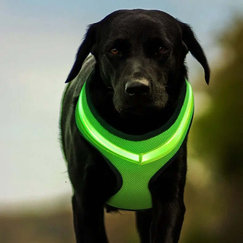 LED leuchtendes Hundegeschirr tip-shop